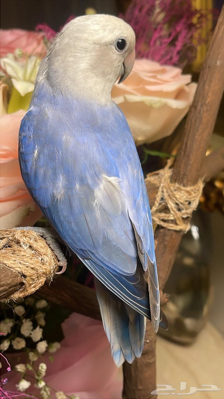 للبيع ببغاء الروز الأليف مناسب للأطفال64416001453441113