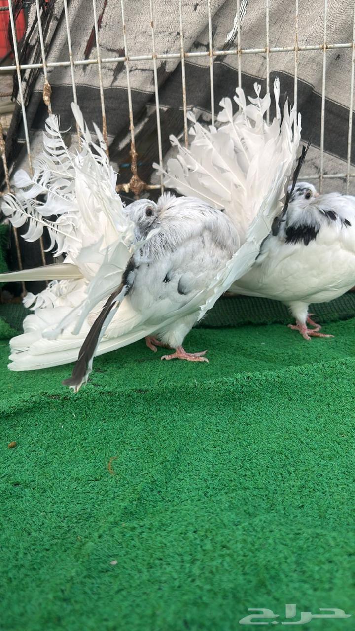 حمام رقاص فناتيل64413559253249112