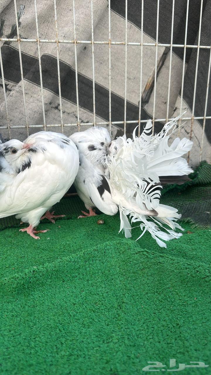 حمام رقاص فناتيل64413559253249113