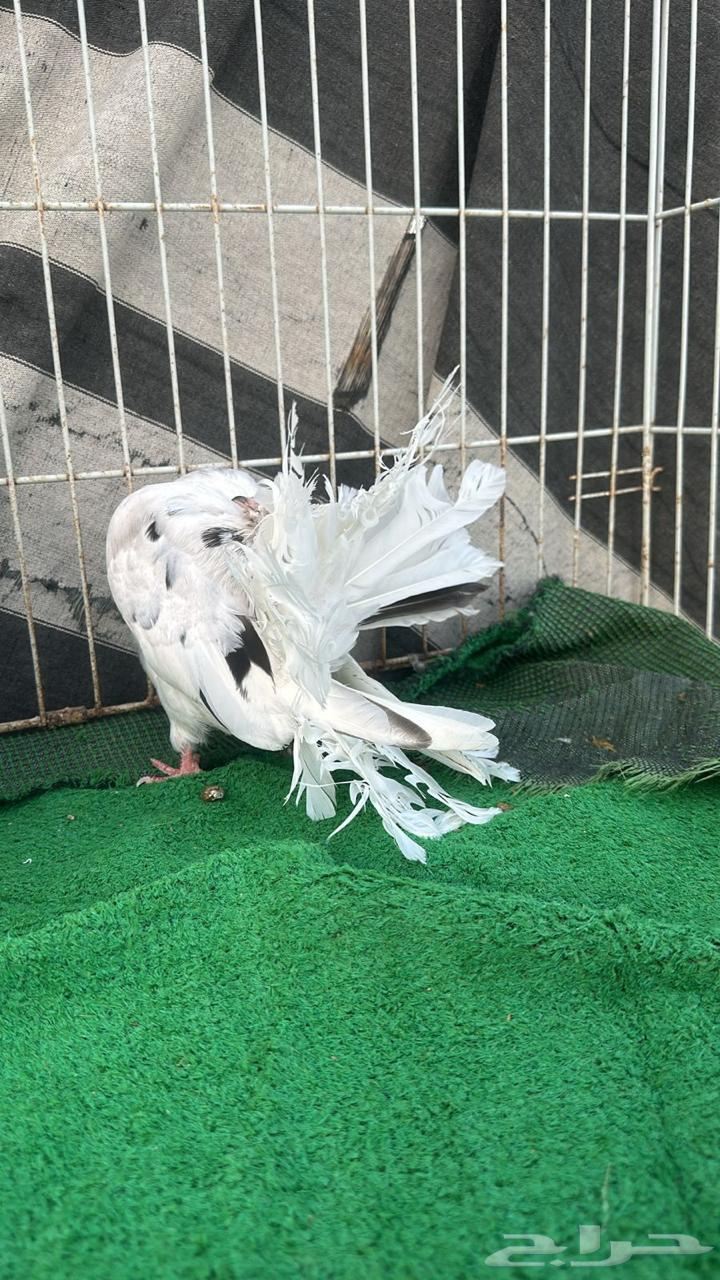 حمام رقاص فناتيل64413559253249110