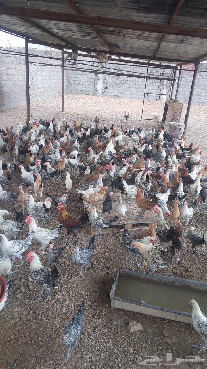 دجاج للبيع64415974676866111