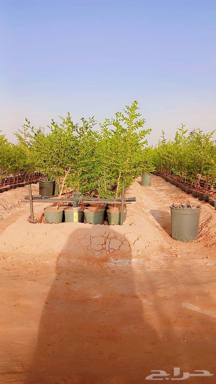 للبيع سدر بلدي64418891357187114