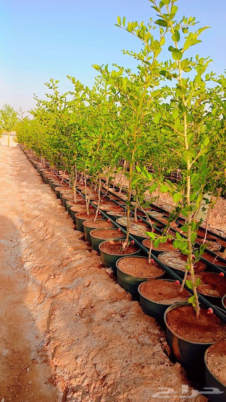 للبيع سدر بلدي64418891357187110