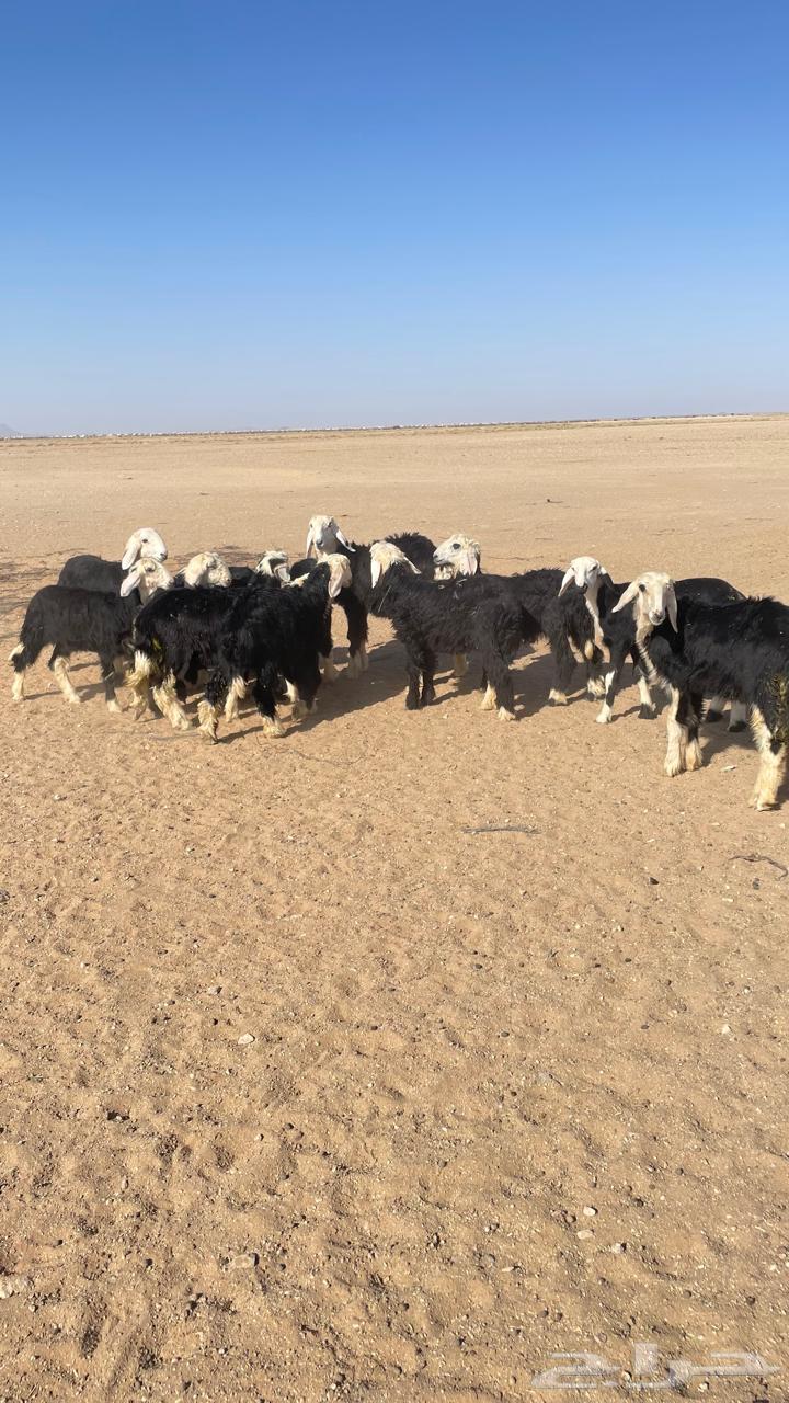 بهم نجد64413851483905111