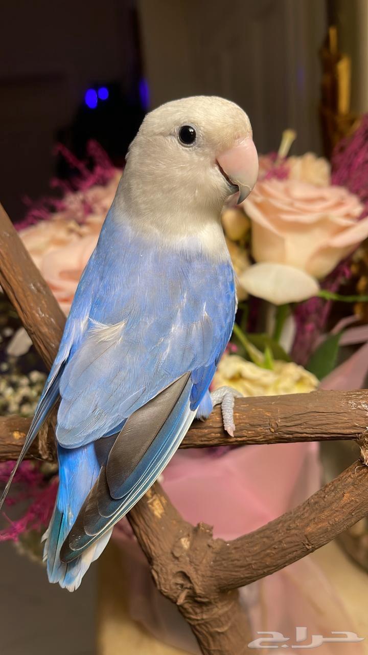 للبيع ببغاء الروز الأليف مناسب للأطفال64416001453441112