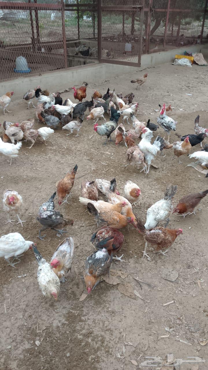 دجاج بلدي بياض64413153518722110