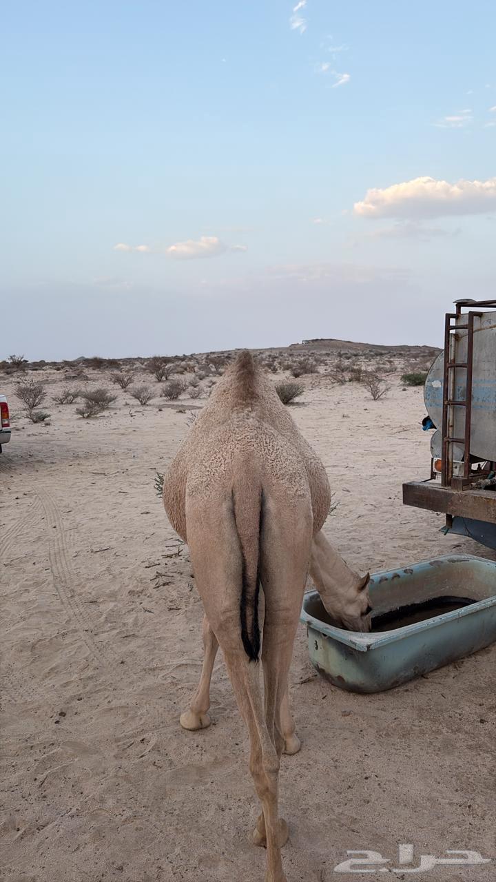 Bakra Kafu Kafu Closed Fat64417346280579110