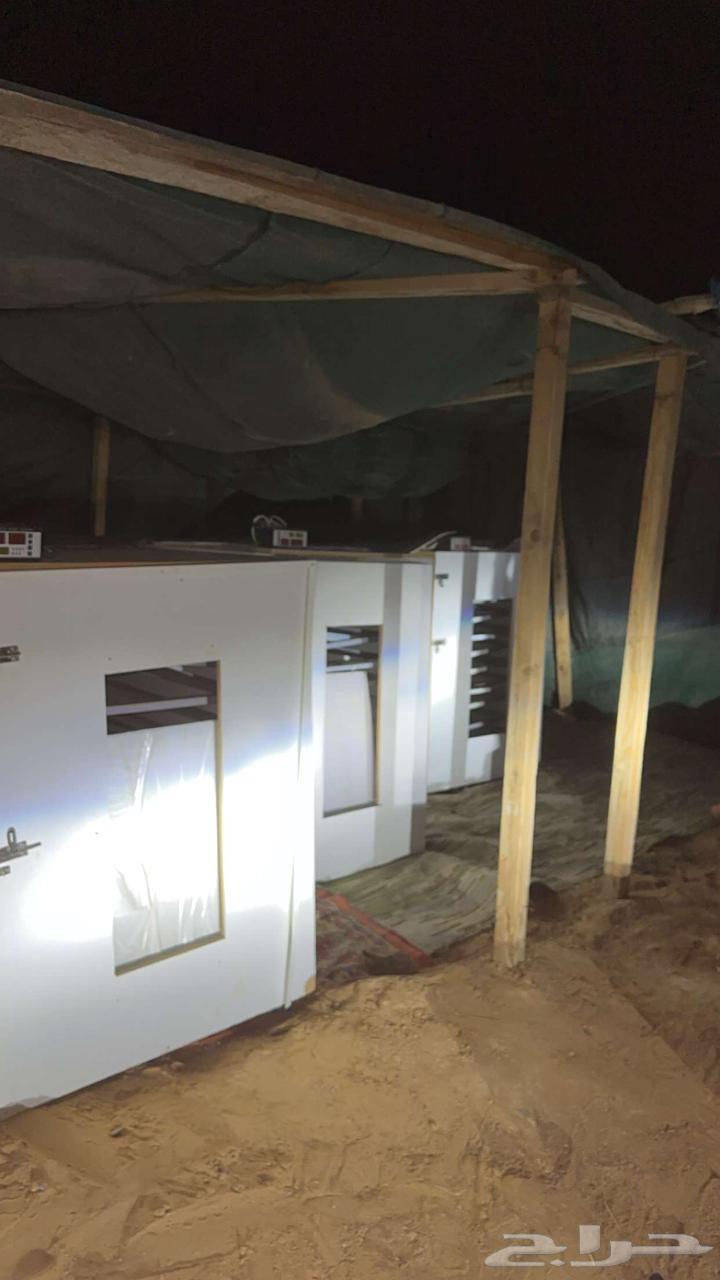 فقاسات للبيع64419145106178111