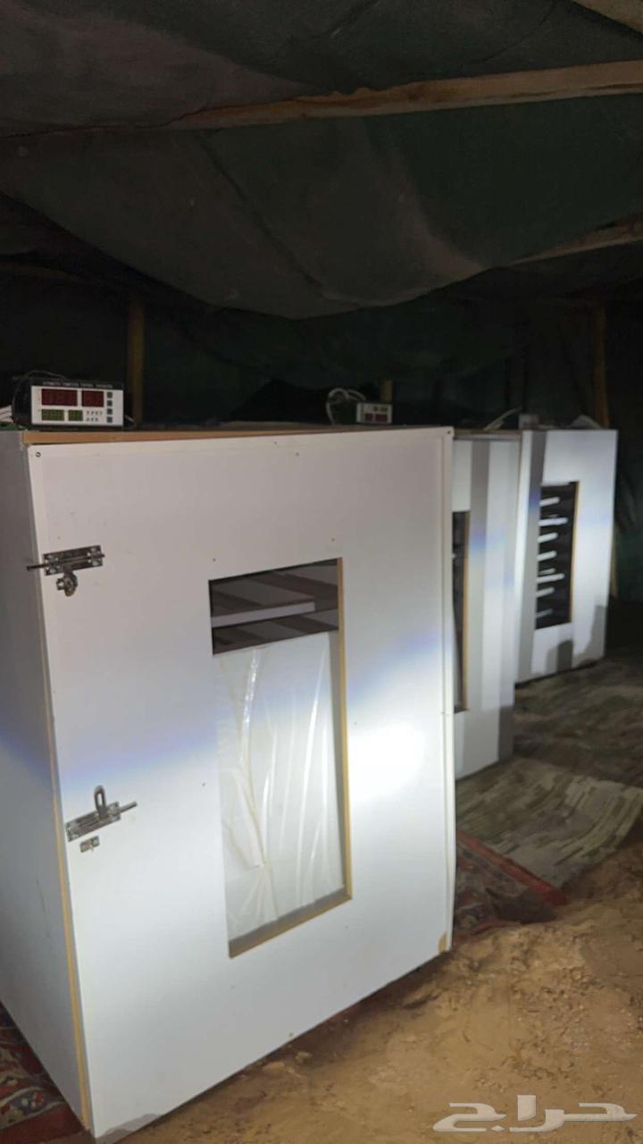 فقاسات للبيع64419145106178113