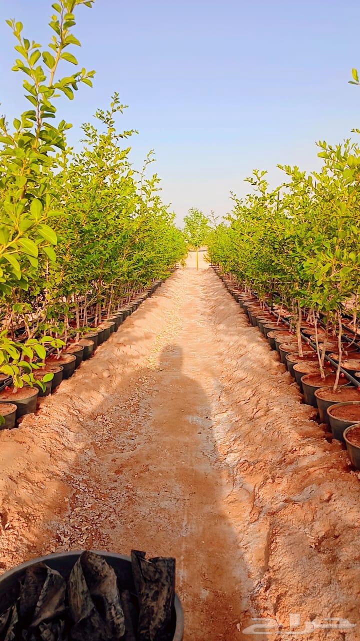 للبيع سدر بلدي64418891357187111