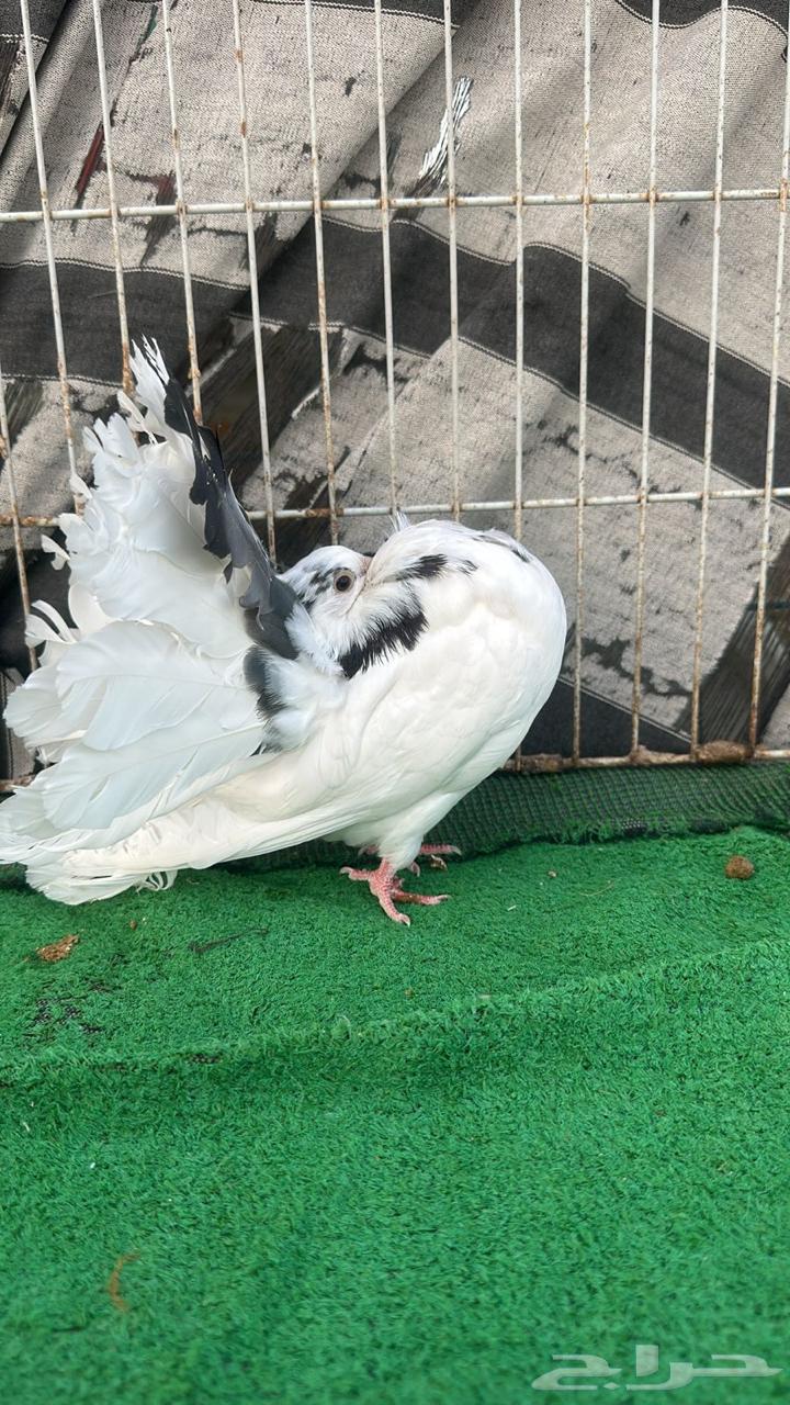 حمام رقاص فناتيل64413559253249111