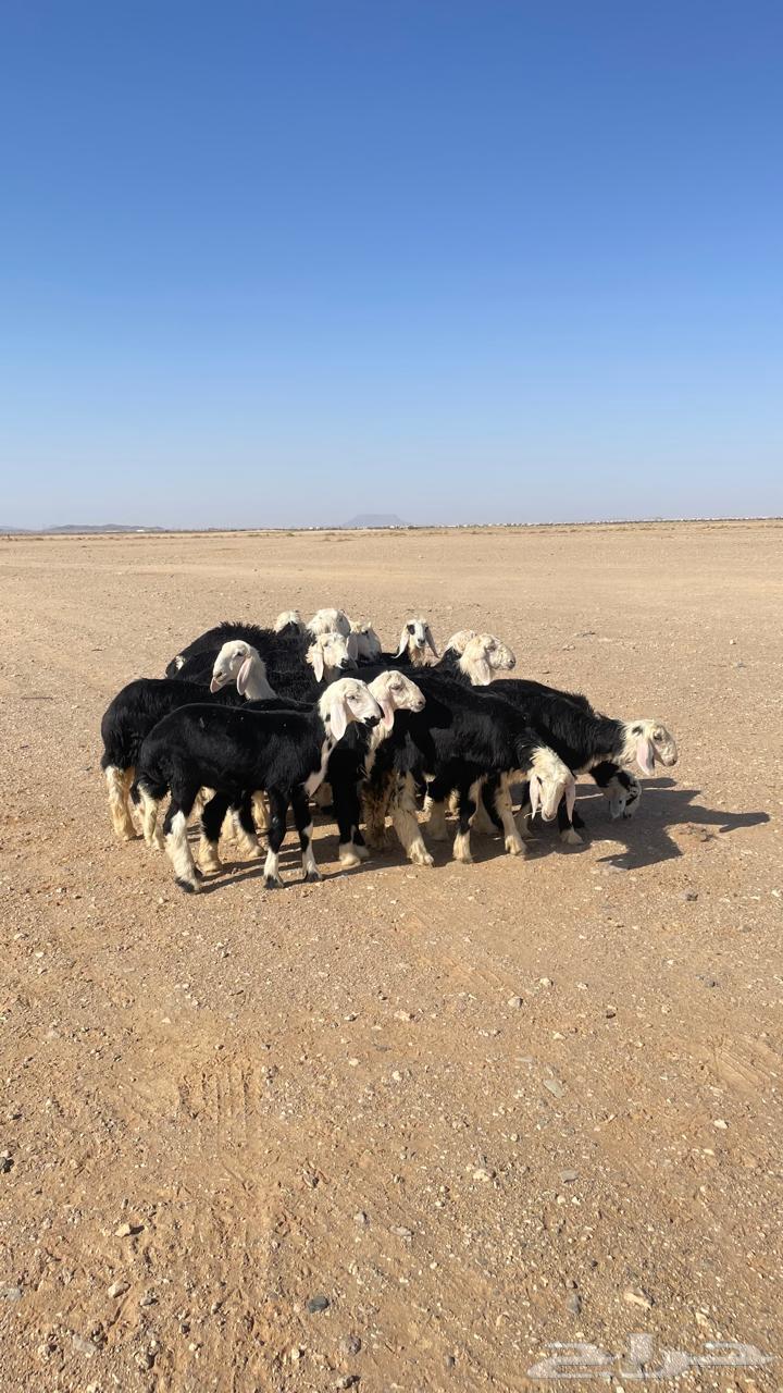 بهم نجد64413851483905110