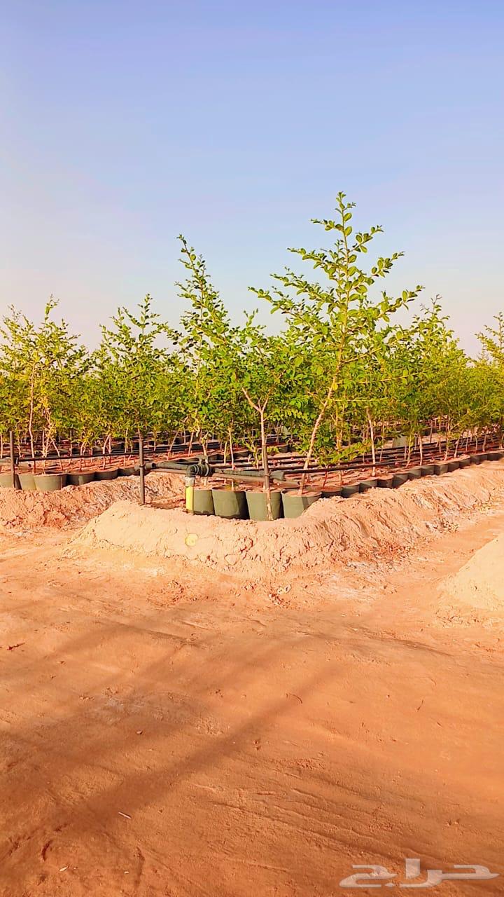 للبيع سدر بلدي64418891357187113