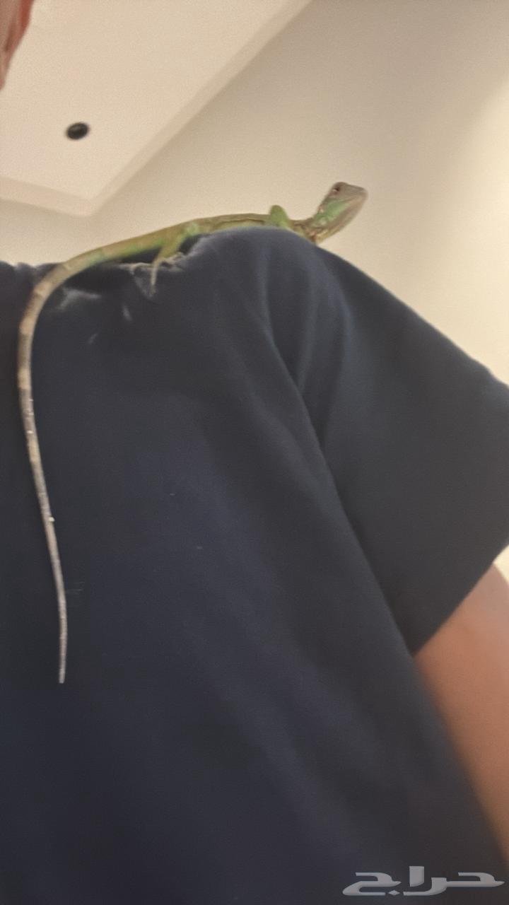 All types of iguanas64413613005313111