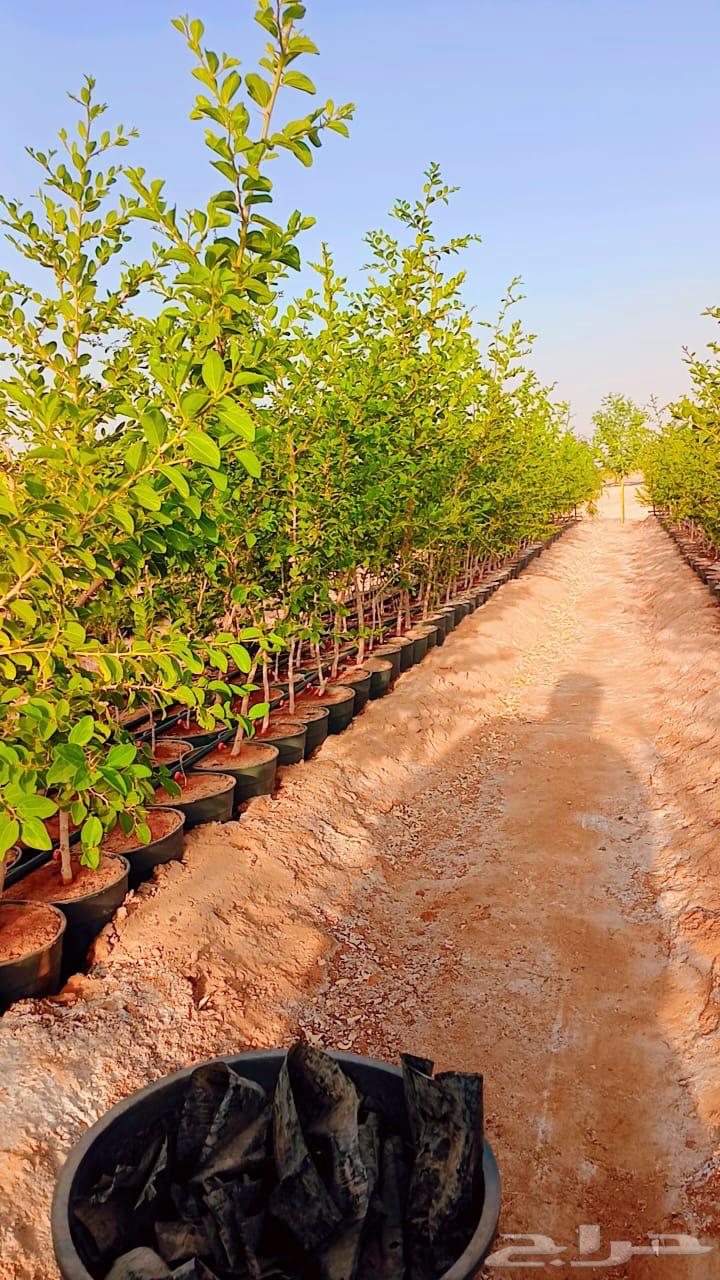 للبيع سدر بلدي64418891357187112