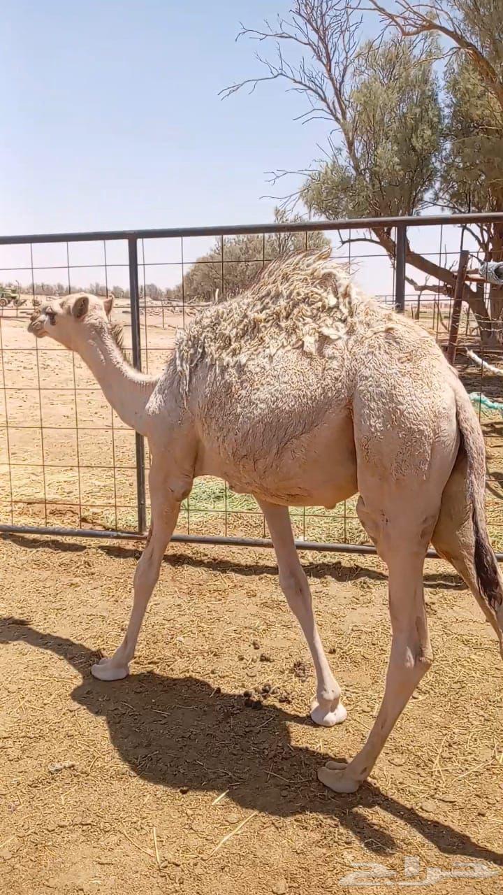 حاشي لباني64416267555457110