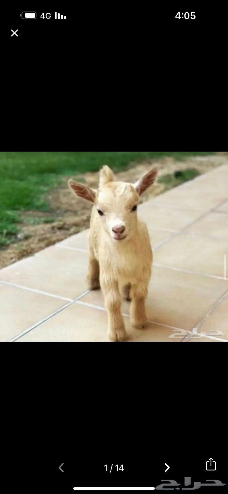 Dwarf Goat64418472106497111