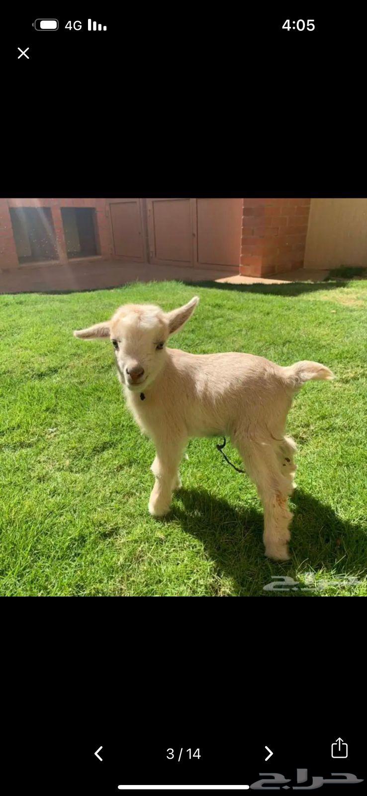 Dwarf Goat64418472106497114
