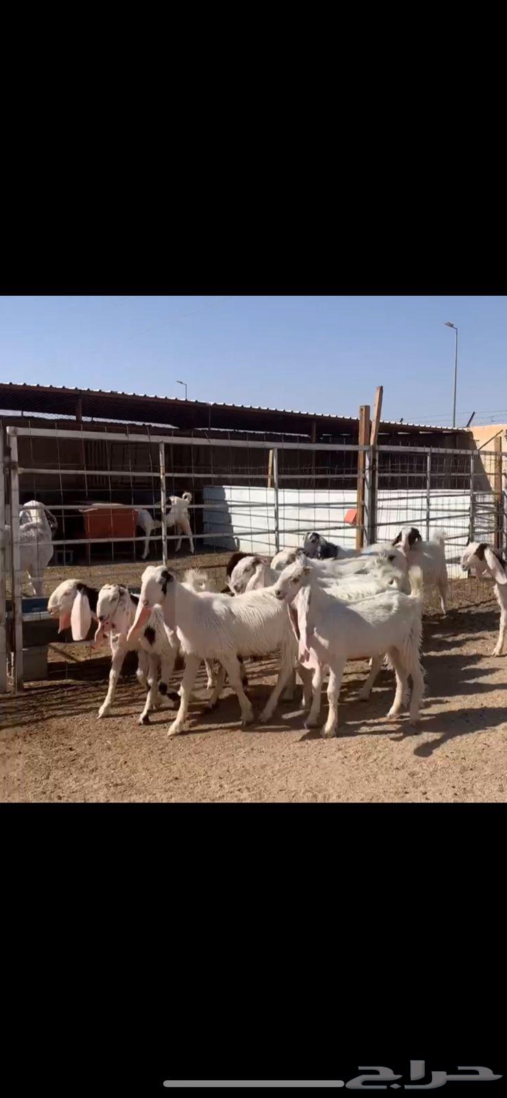 Jafarat Mushariq (Sold)64416320752770110