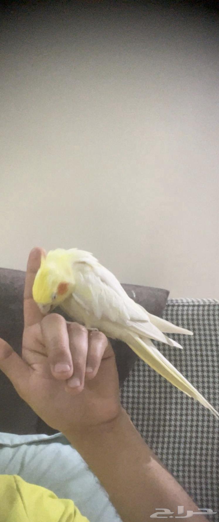 انثى اليفه للبدل بذكر منتج64415235515265112