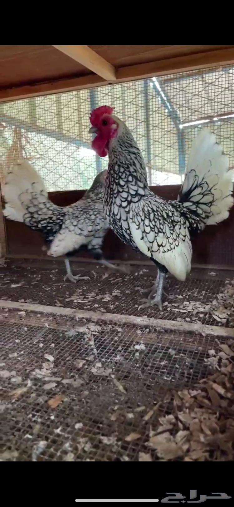 زوج سبرايت شبابي64414752977539112