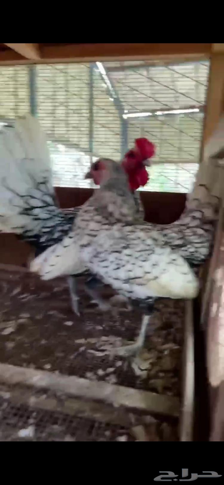 زوج سبرايت شبابي64414752977539111