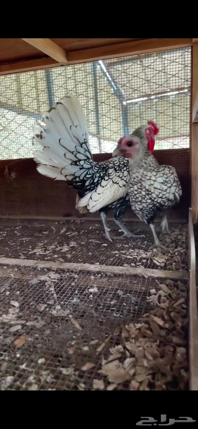 زوج سبرايت شبابي64414752977539110