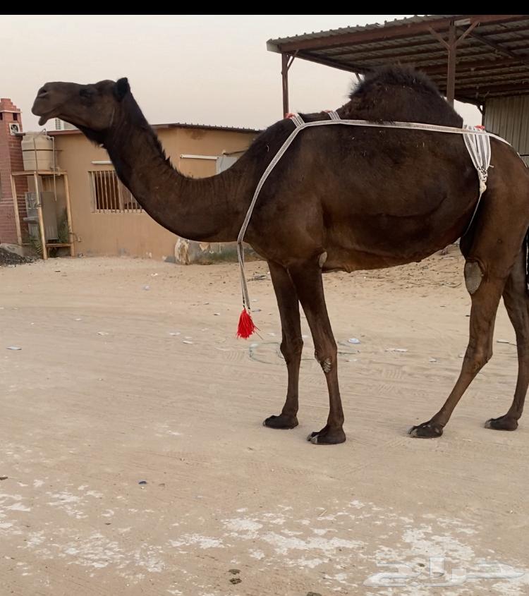 Camel64417508645889110