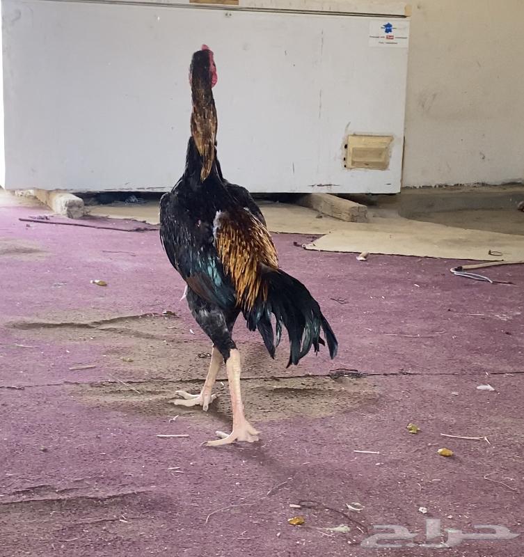 طقم دجاج شامو فاخر64416281063042113