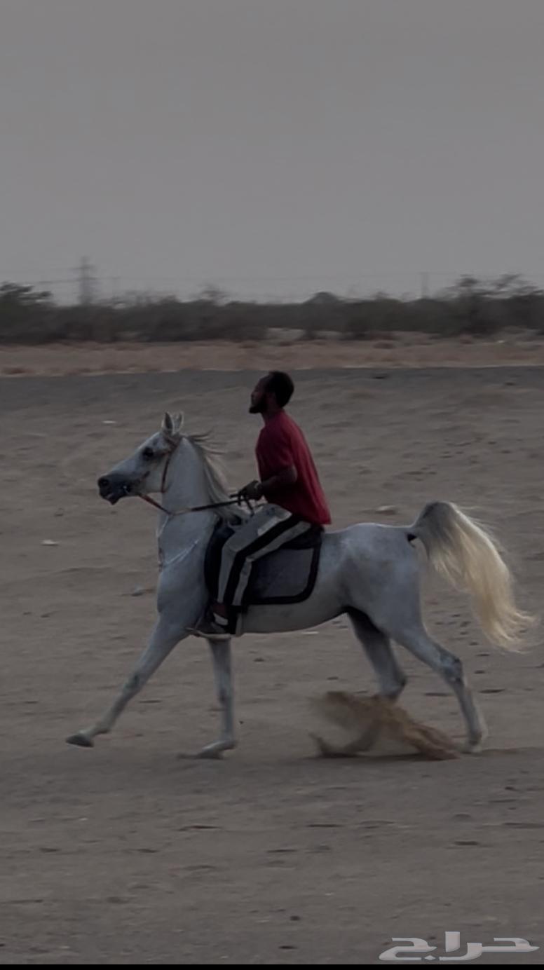 حصان شعبي تم البيع64412292535041110