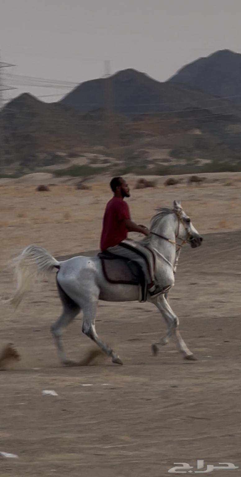 حصان شعبي تم البيع64412292535041111