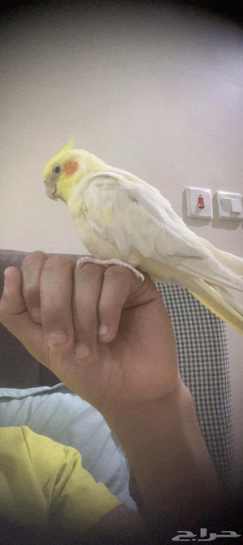 انثى اليفه للبدل بذكر منتج64415235515265113