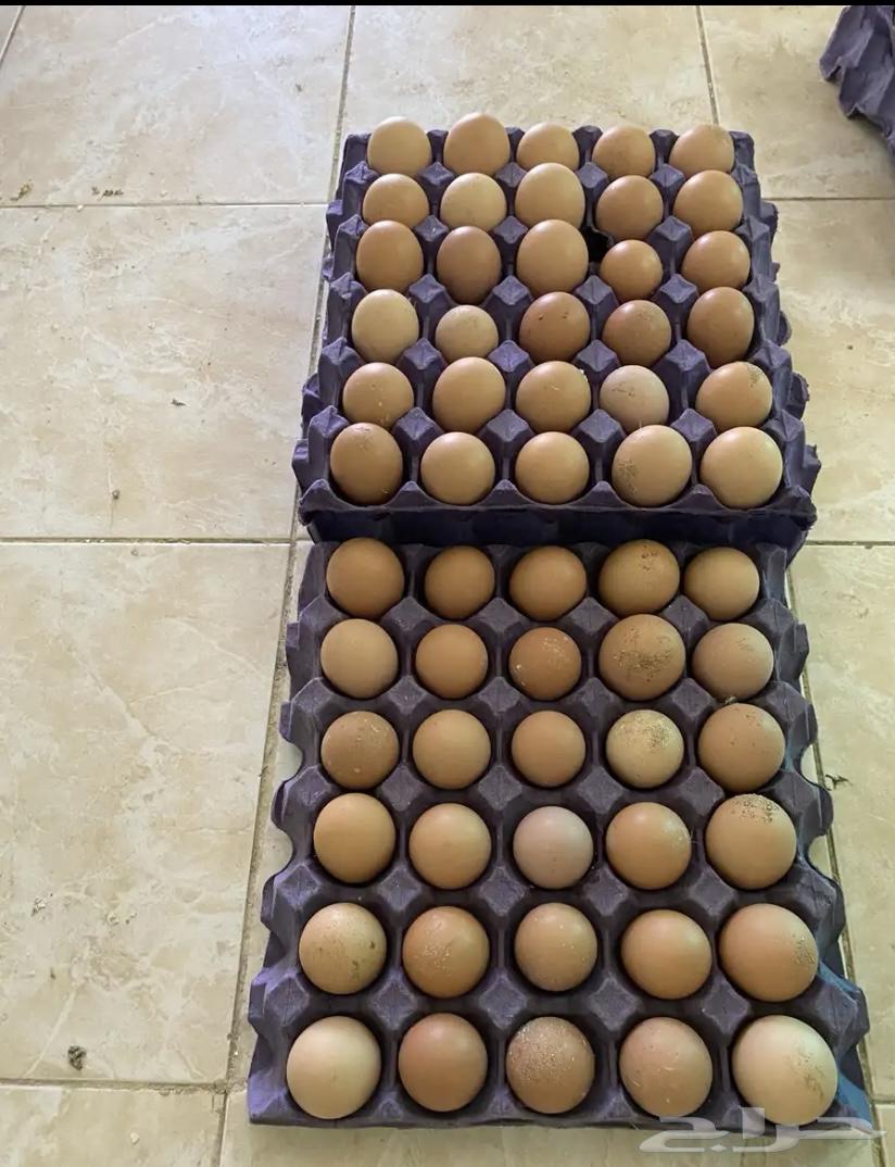 بيض لوهمان مائدة كميات64412963330050110