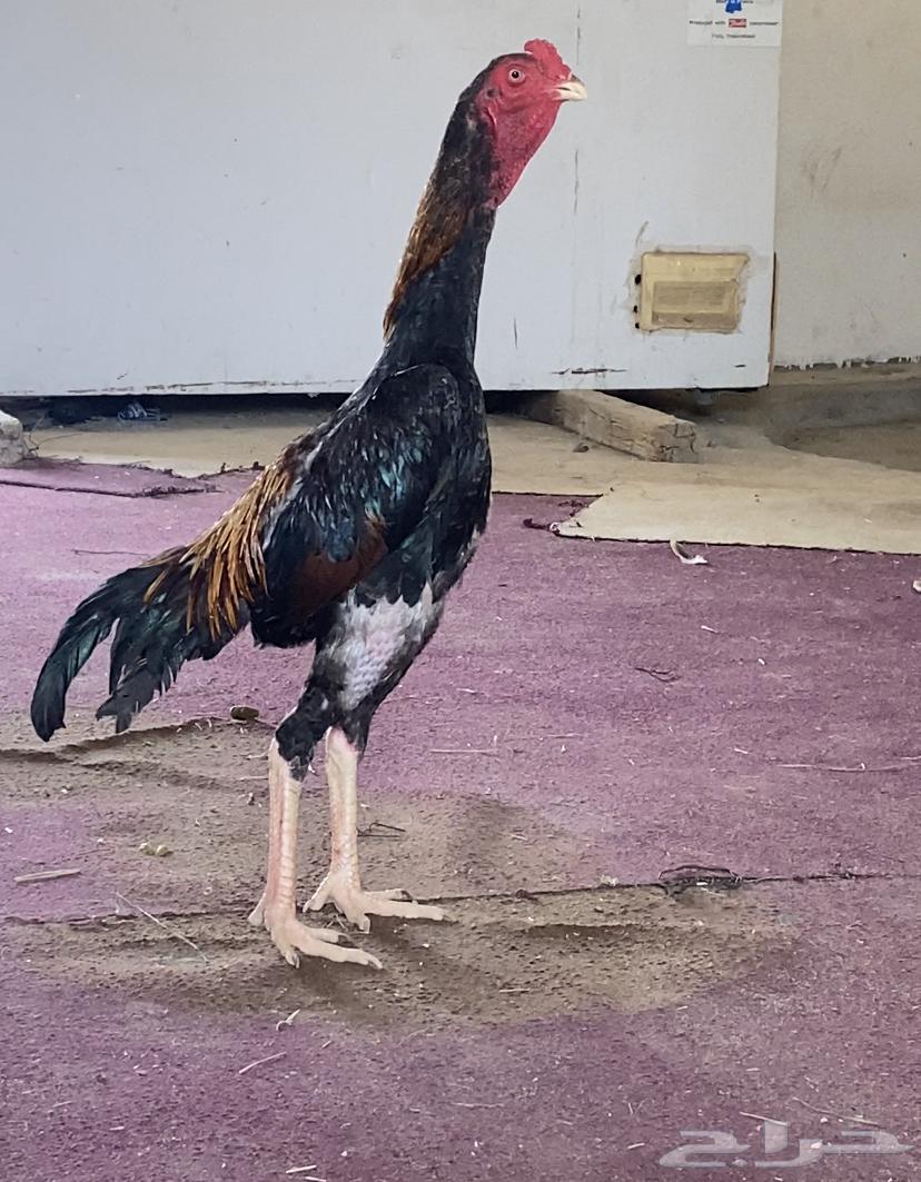 طقم دجاج شامو فاخر64416281063042110