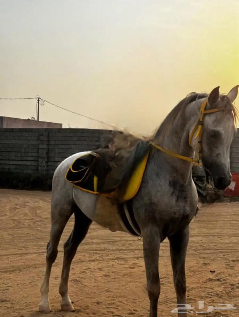 خيل شعبي للبيع العمر 4 السلامه شرط الخيل حار الموقع بيش64414329044737111