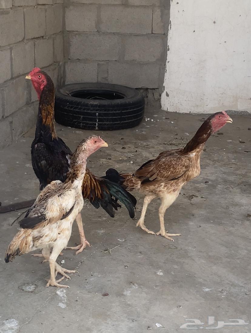 طقم دجاج شامو فاخر64416281063042111