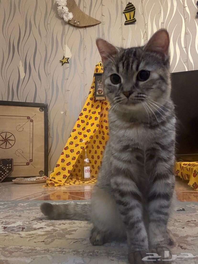 قطه مع اغراضها لي بيع64414980762114110