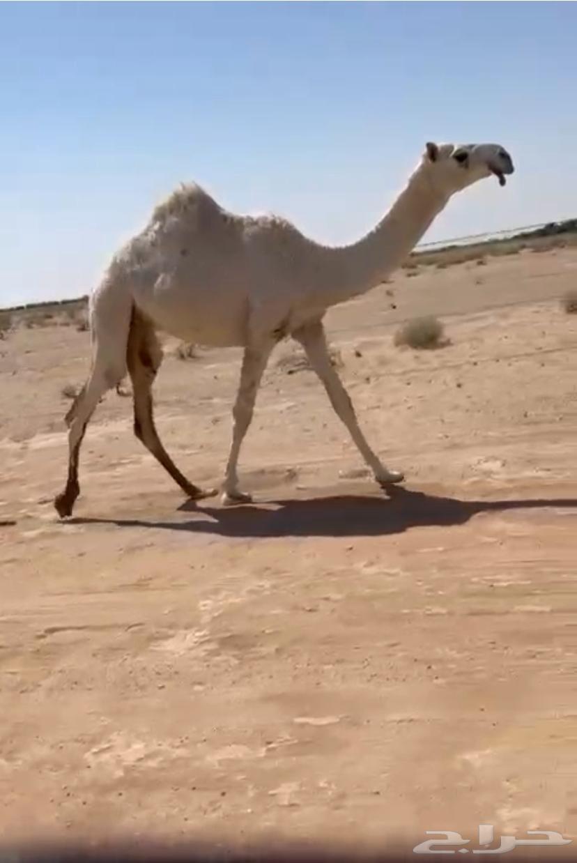 للبيع بكره64417631223043110