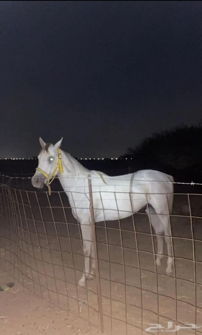 خيل شعبي للبيع العمر 4 السلامه شرط الخيل حار الموقع بيش64414329044737112