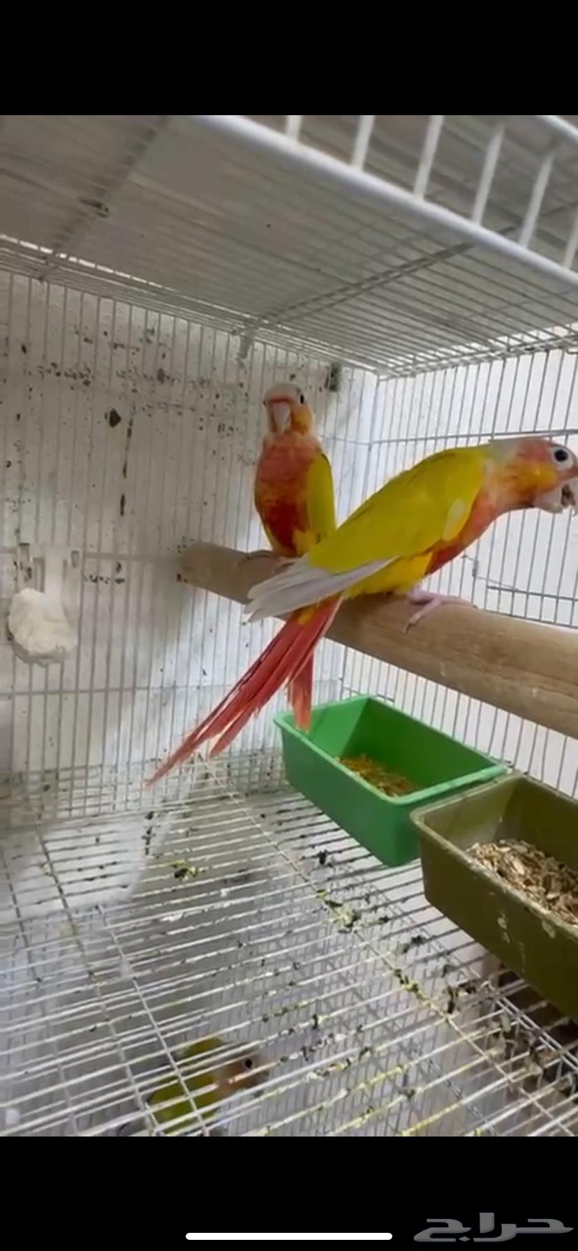 تم البيع زوج كنيور منتج صن شيك ريد فاكتور64401744705922113