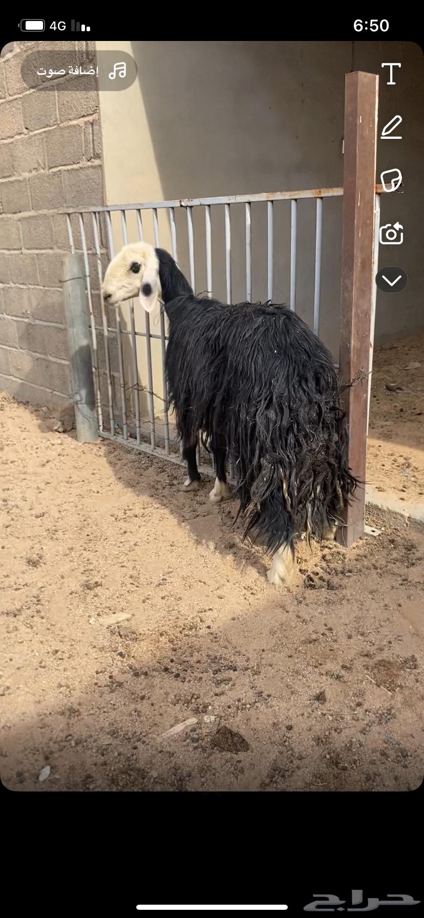 نجديه صنف دافع قريبه64417399977602110