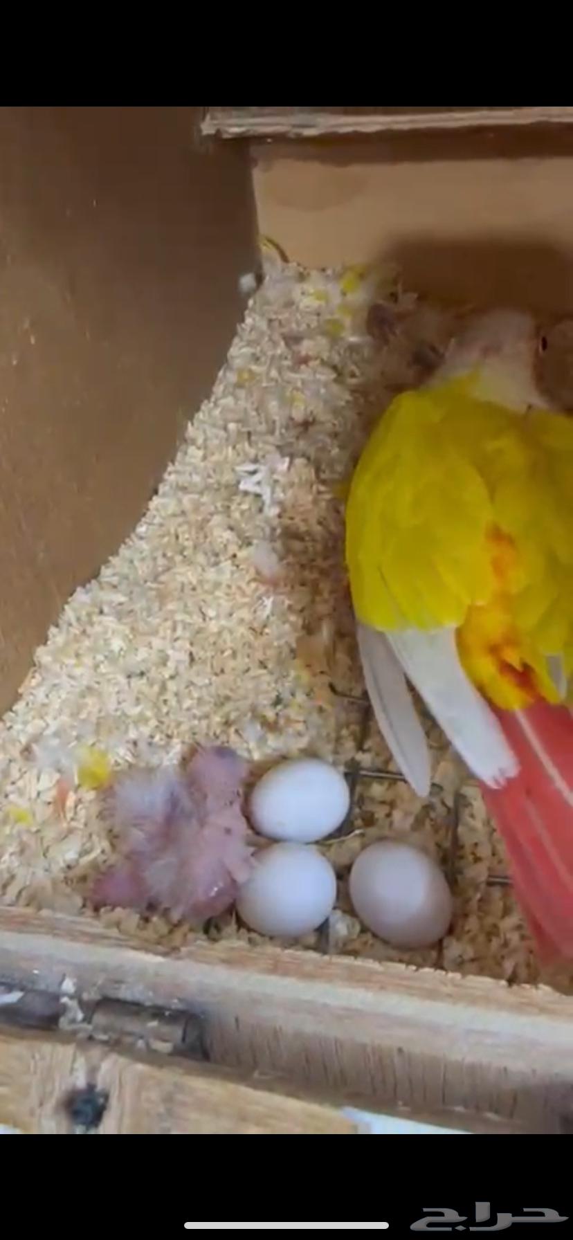 تم البيع زوج كنيور منتج صن شيك ريد فاكتور64401744705922111