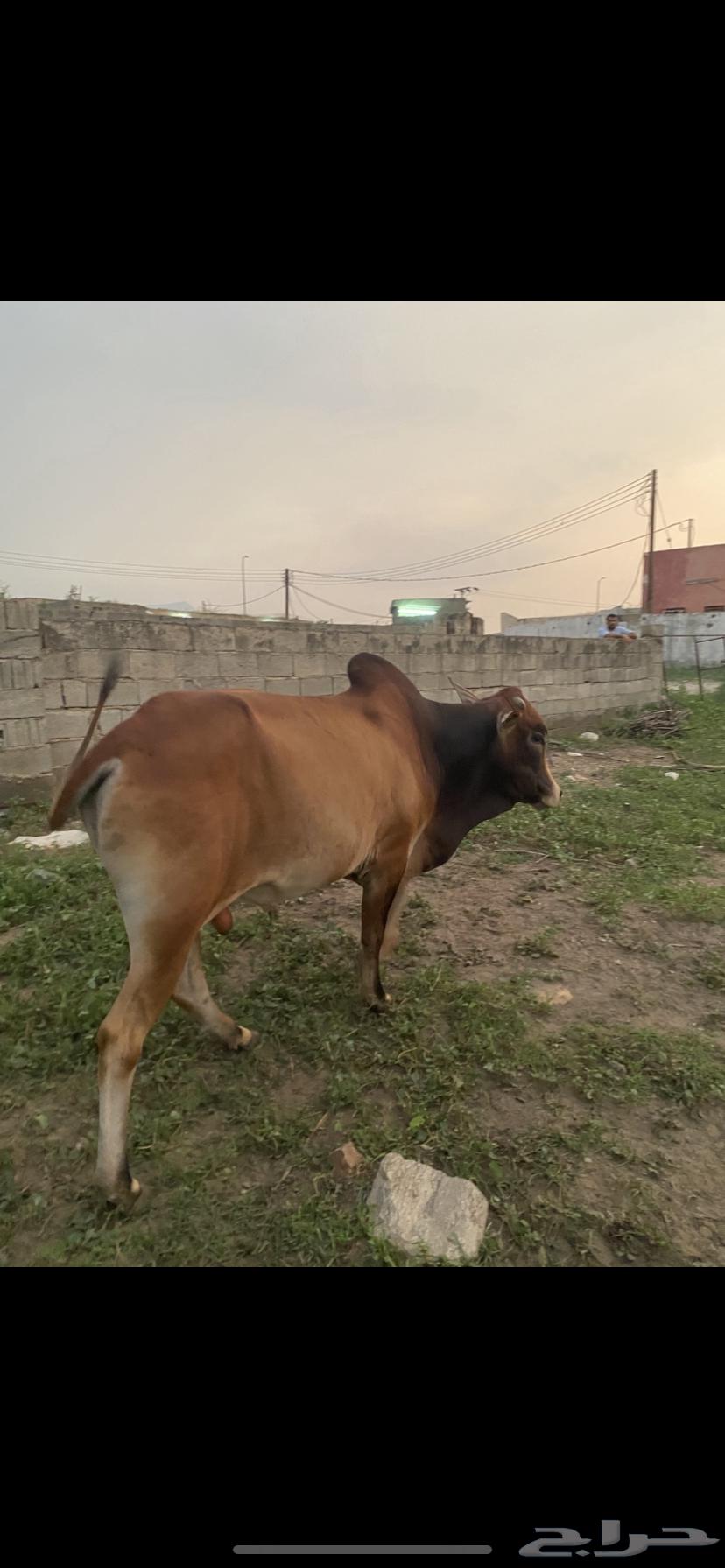 Taraqish64416941457795113