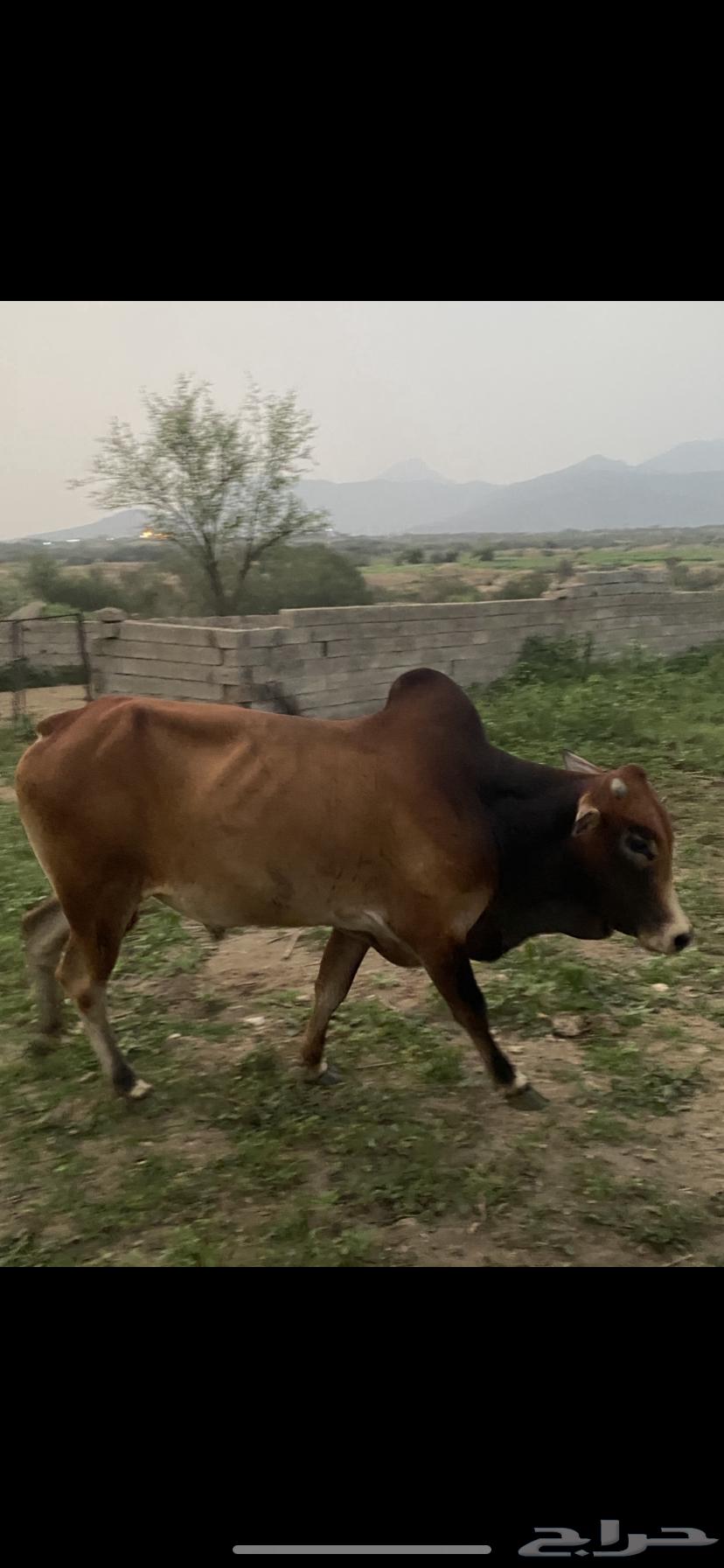 Taraqish64416941457795110