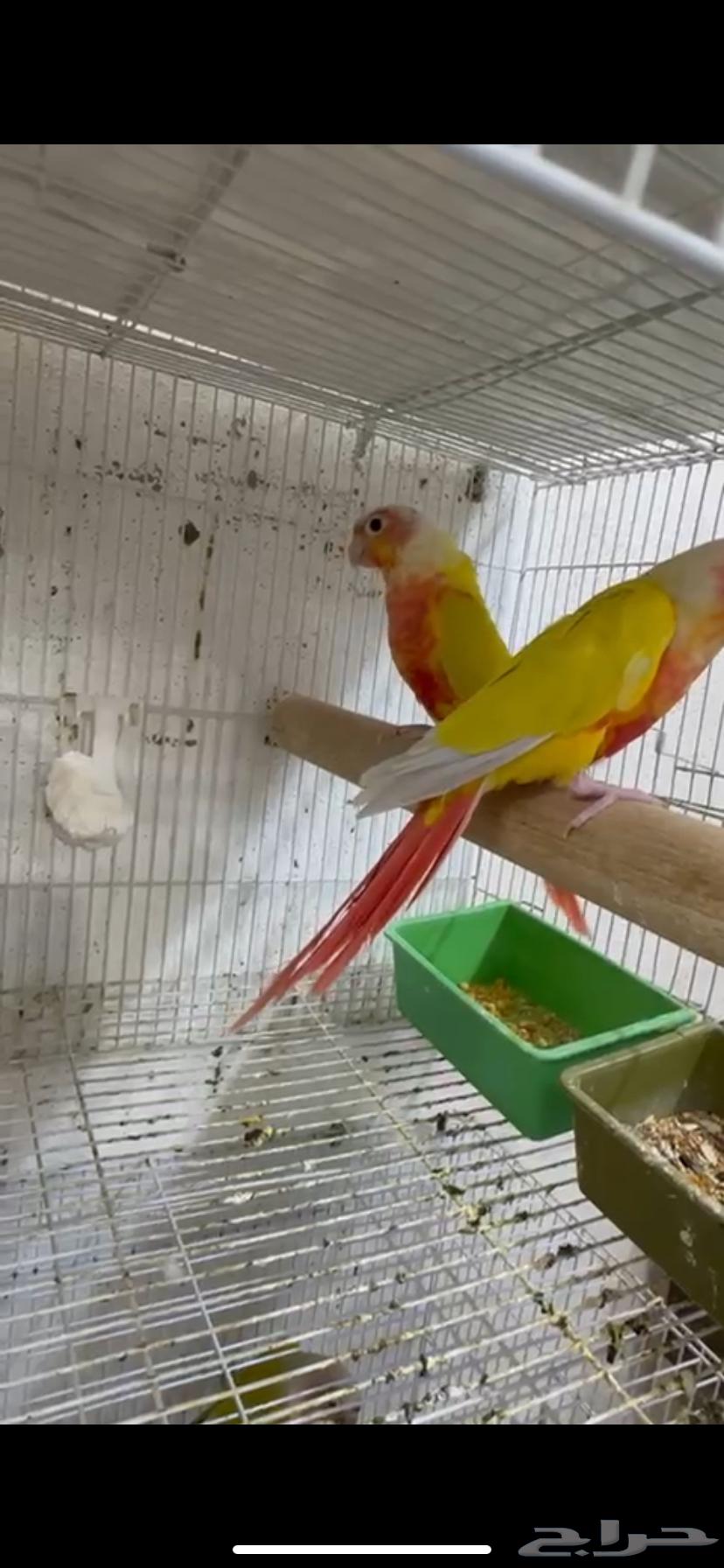 تم البيع زوج كنيور منتج صن شيك ريد فاكتور64401744705922114