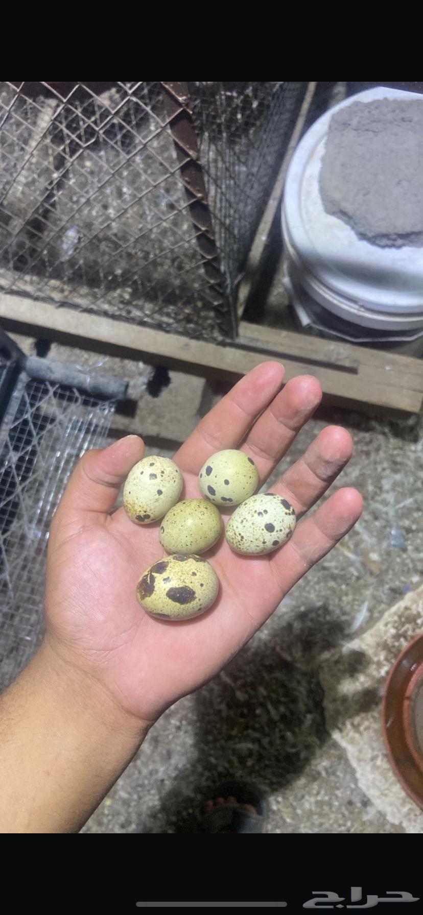 بيض سمان تكساس العملاق 50  الطبق64418675972609110