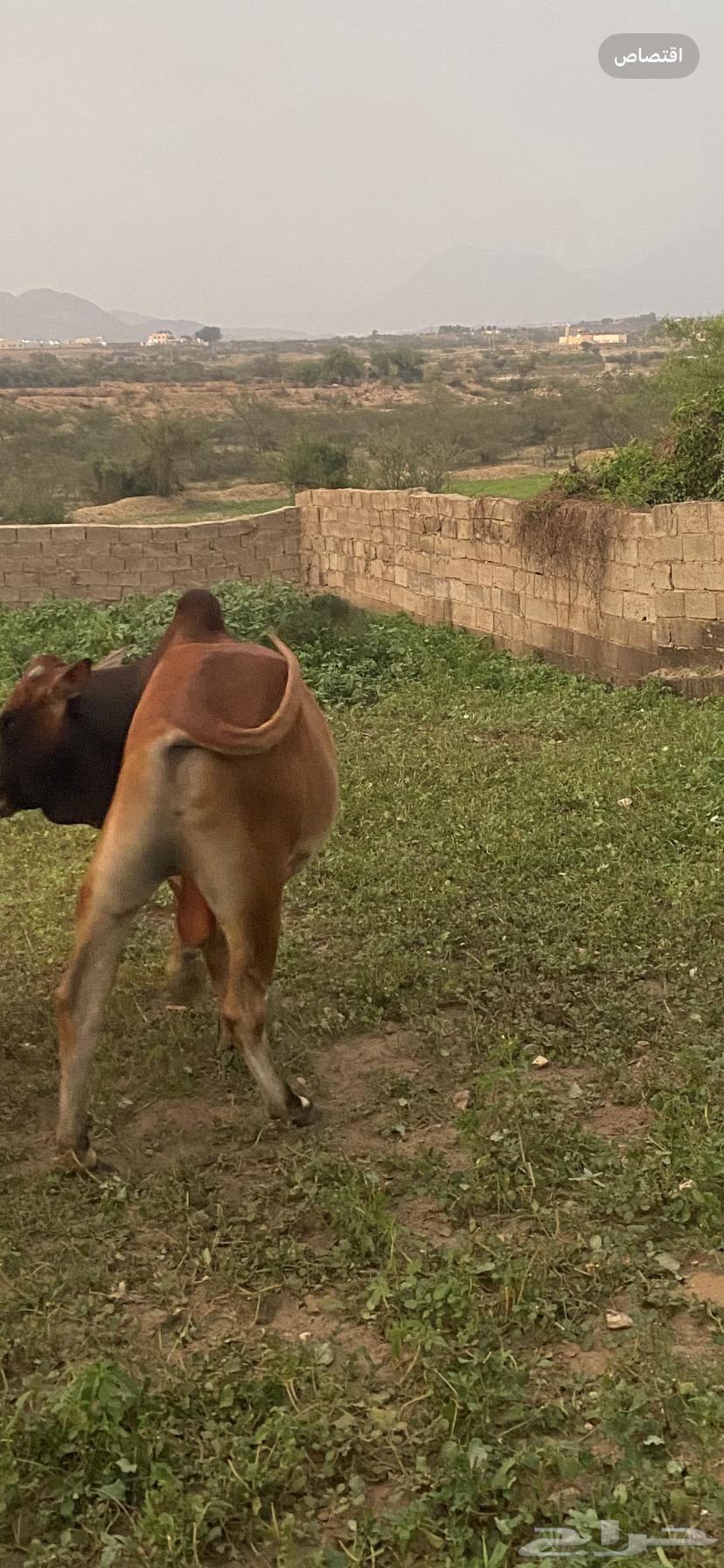 Taraqish64416941457795111