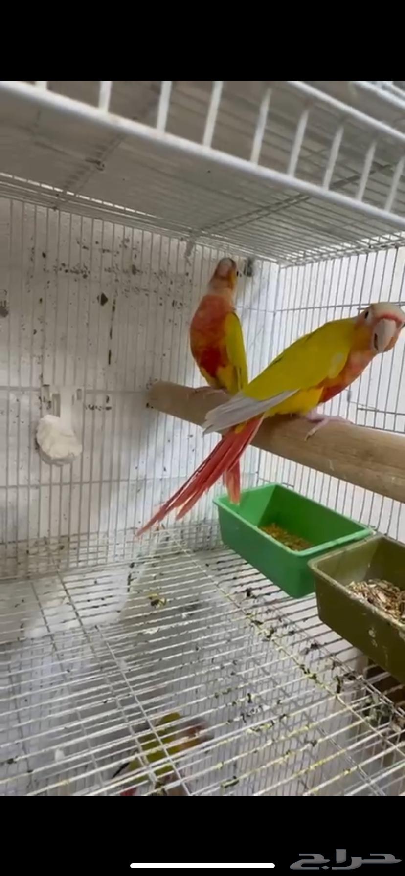 تم البيع زوج كنيور منتج صن شيك ريد فاكتور64401744705922112