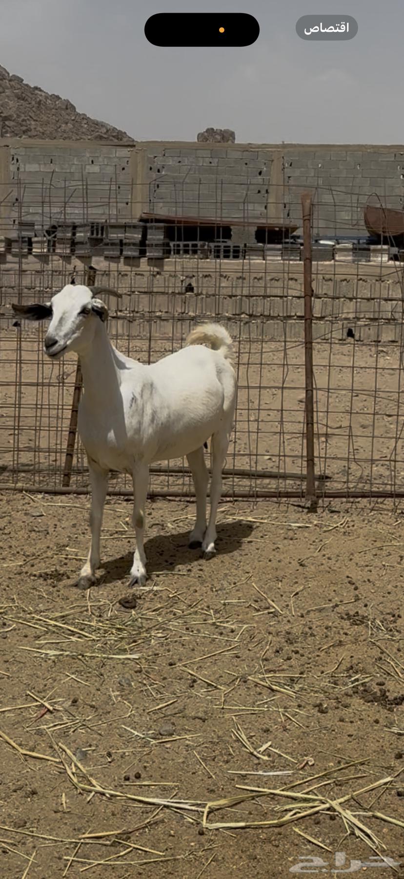 ماعز بيشي صنف64412655267842112