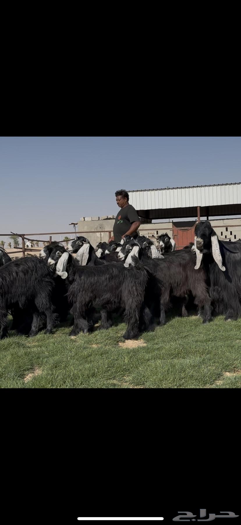 جذعات عوارض فااخره مميزه بالجروم الطيبه64417644921347110